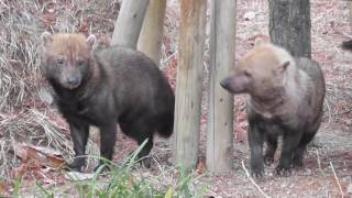 お散歩ヤブイヌ Bush dog 東山動物園