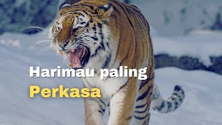 Harimau Amur Yang Perkasa | Harimau Siberia