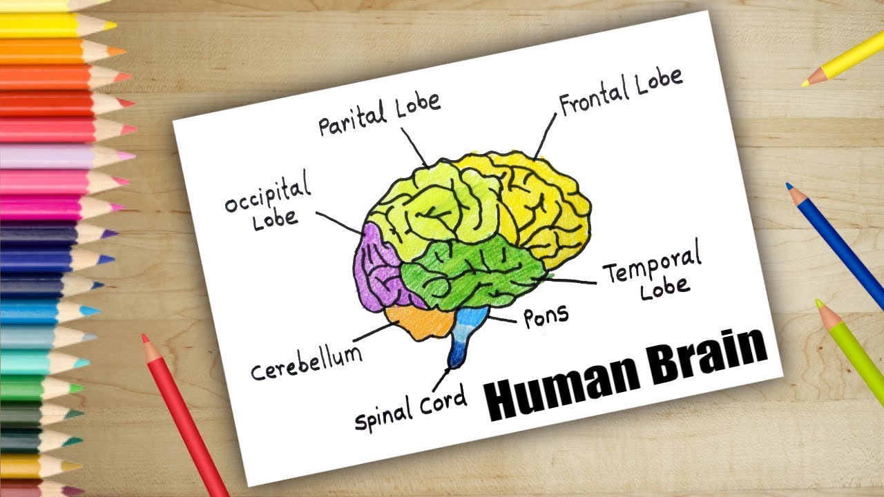 How To Draw Human Brain In Easy Steps | Brain Anatomy Drawing - YouTube