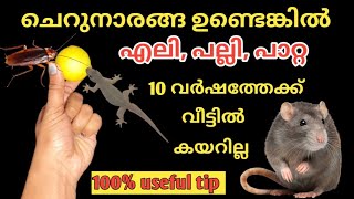 എലി, പല്ലി, പാറ്റ ഇനിയൊരു 10 വർഷത്തേക്ക് വീട്ടിൽ കയറില്ല.. GET RID RAT 100% #ratrepellent #lizard