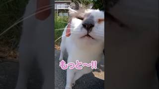 エアーニャンで伝えてくる猫が可愛い #shorts