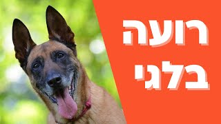 גור רועה בלגי | רועה בלגי - כל המידע על הרועה בלגי במדריך הכלבים של טל שלוש מאלף כלבים מומחה |