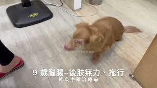 9歲臘腸犬兩後肢無力，拖行，經過中獸醫針灸、中藥、雷射等治療後恢復原本可走可跳的狀態