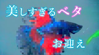 【ベタ】美しいベタをお迎えしました！【アクアリウム】