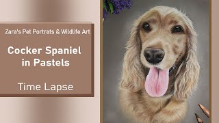 Cocker Spaniel Drawing in Pastels | Pet Portrait