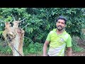 how to grafting different amla trees வெவ்வேறு நெல்லி மரங்களை ஒட்டு கட்டுவது எப்படி வாங்க பார்க்கலாம்