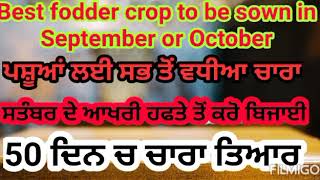 ਹਾੜੀ ਰੁੱਤ ਦਾ ਸਭ ਤੋਂ ਵਧੀਆ ਚਾਰਾ ਨਵੰਬਰ ਤੋਂ ਜੂਨ ਤੱਕ Barseem cultivation for good quality fooder 18/09/20