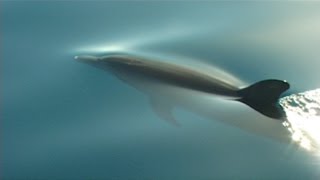 Dolphin Spirit