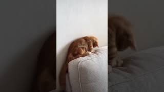 ഓരോ കഷ്ടപ്പാട് 😂😂😂 #fundub #shortvideo #shortsfeed #viralvideo #cat #comedy #catfunnyvideo #cute