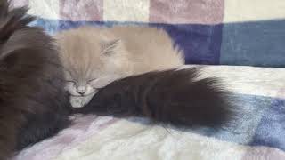 Sleepy kitten hides behind mother's tail