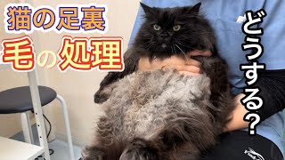 猫の足裏の毛が伸びてきた時の対処法【タフトの処理の仕方】