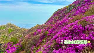 今日大黑山杜鹃花真的特别美，大家尽情欣赏吧！#满山遍野映山红