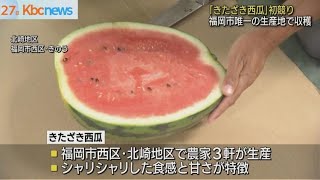 福岡市唯一の生産地で収穫「きたざき西瓜」初競り