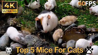 Top 5 Mice That Keep Cats Hooked All Day 😻: Tiny Explorers on the Run 🏕️🐀