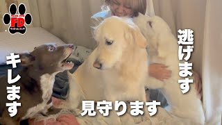 【閲覧注意】温厚な子が子犬にブチギレますw英国ゴールデンレトリバー子犬