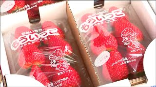 「皆さんにあげるの」特産イチゴの販売会　「やまもと夢いちごの郷」６周年を記念して感謝祭　宮城・山元町