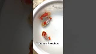 What is a Yuanbao Ranchu Goldfish???