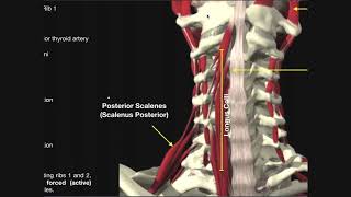 Muscles of the Anterior Neck | Deep and Intermediate Layers