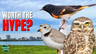 We Investigated One of America's Best Birding Spots (Montrose Point)