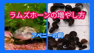 【アベニーパファーの大好物】ラムズホーンの増やし方