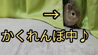 かくれんぼが好きなウサギ