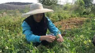 广水方言：奶奶家豌豆成熟了，一下摘了一大筐，生的熟的都好吃