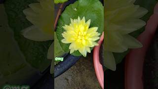 Water lily _ lily _ lily garden _ rooftop garden #flowers #nature #garden #nature #love