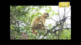 Golden Langur