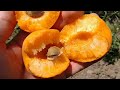 Абрикос Робада. apricot robada. дуже смачний та гарний сорт