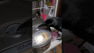 おはようでご飯をおねだりするけどミスって炊飯器びっくりカラス #カラス #crow #karasu #炊飯器 #驚き #びっくり #おしゃべり #おはよう #挨拶 #おねだり