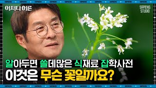 김진영 식재료 전문가 #06 | 고추냉이파 주목✅ 당신이 먹던 와사비는 진짜 고추냉이가 아니다 | #어쩌다어른 #사피엔스 | CJ ENM 181219 방송