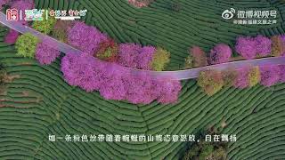 【龍巖·永福臺品櫻花園】 櫻花盛放，雀鳴蜂舞，樹下滿是春的腳步。美艷的櫻花或許別處也有，但在永福臺品櫻花園，你還能看到動人櫻花與滿山茶香交相輝映的獨特美景。十裏櫻花落成河，滿目燦爛，如雲似霞。