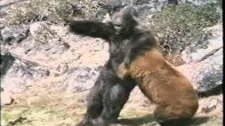 Re: Bear Vs. Gorilla