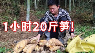 挖春笋跟砍白菜似的，不到一个小时就挖20多斤，太简单了【山村大雄】