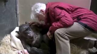 Τάδε Έφη: Jan van Hooff visits chimpanzee Mama, 59 yrs old and very sick  Emotional meeting