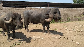 Jaffrabadi buffalo by pradeepsinh raol bhavnagar