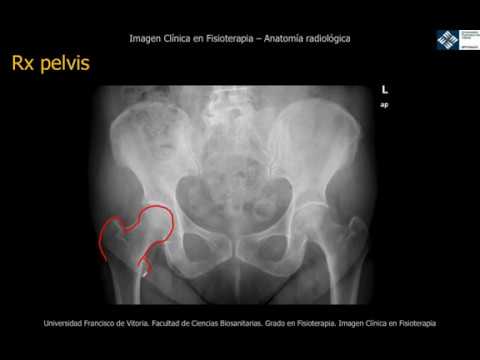 Pelvis Anatomia