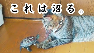 【全猫必見】スケボー亀を沼らせる！あざとい恋のテクニック【Love techniques to make skateboarding turtles fall in love 】