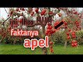 7 Fakta Menarik Tentang Apel !!!! Manfaat Makan Buah Apel