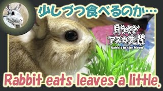 少しづつ食べるのか・・・【ウサギのだいだい 】　2016年5月31日