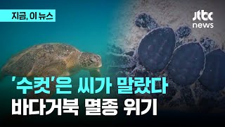 '수컷'은 씨가 말랐다…바다거북 멸종 위기｜지금 이 뉴스