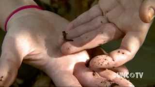 How the tiny salamander tells us about the health of an ecosystem | Sci NC