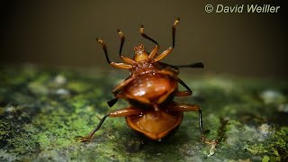 Mating Stink Bugs