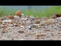 小燕鷗 little tern _小小燕鷗學飛／竹圍漁港