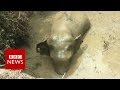 Stranded elephant rescued from well in Sri Lanka - BBC News