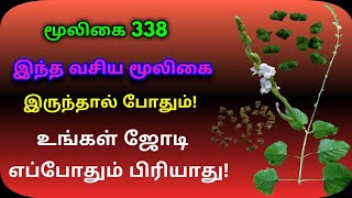 ஆடை ஒட்டி|ஆடையொட்டி|Priva Cordifolia|Aadai otti|Adaiyotti|அலசல்|Alasal