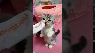 재미있는 일을하는 귀여운 고양이 고양이 2021 cute cat videos 2021