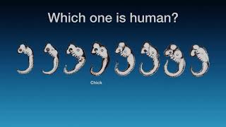 Embryonic development - embryogenesis