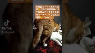 この保護猫カフェでは押し入れみたいな個室でたくさんの保護猫とお昼寝をできます😴。 #保護猫 #rescuedcat　