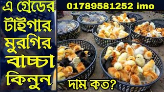 এ গ্রডের টাইগার মুরগি বাচ্চা দাম ও ঠিকানা জানুন | tiger murgi price in Bangladesh | টাইগার মুরগি